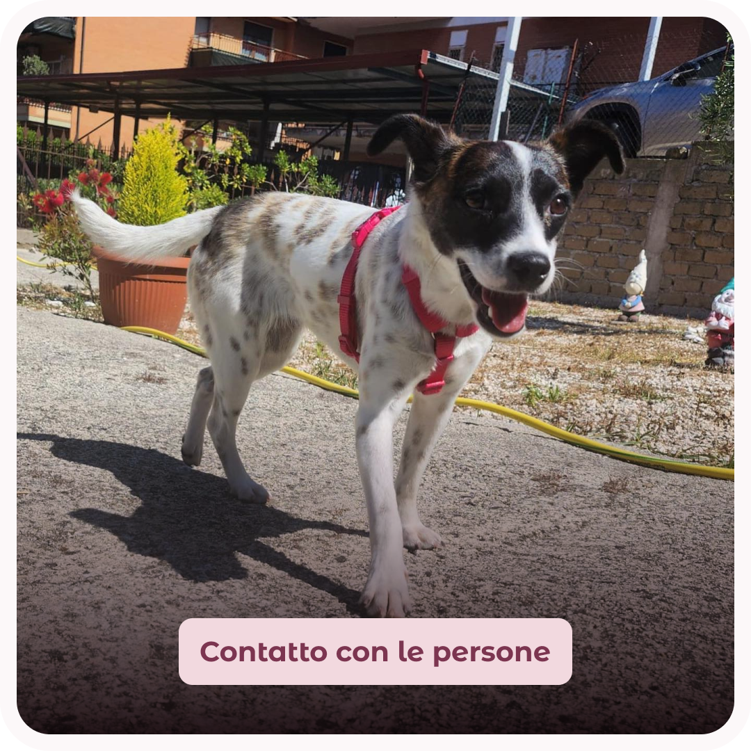 un cane con problemi di contatto con le persone