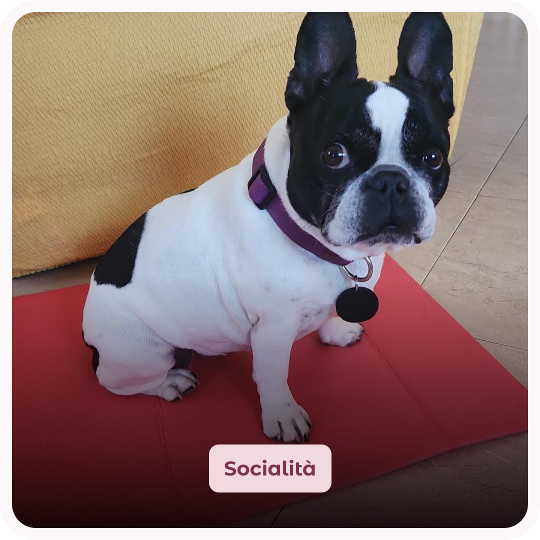 un cane con problemi di socialit&agrave;