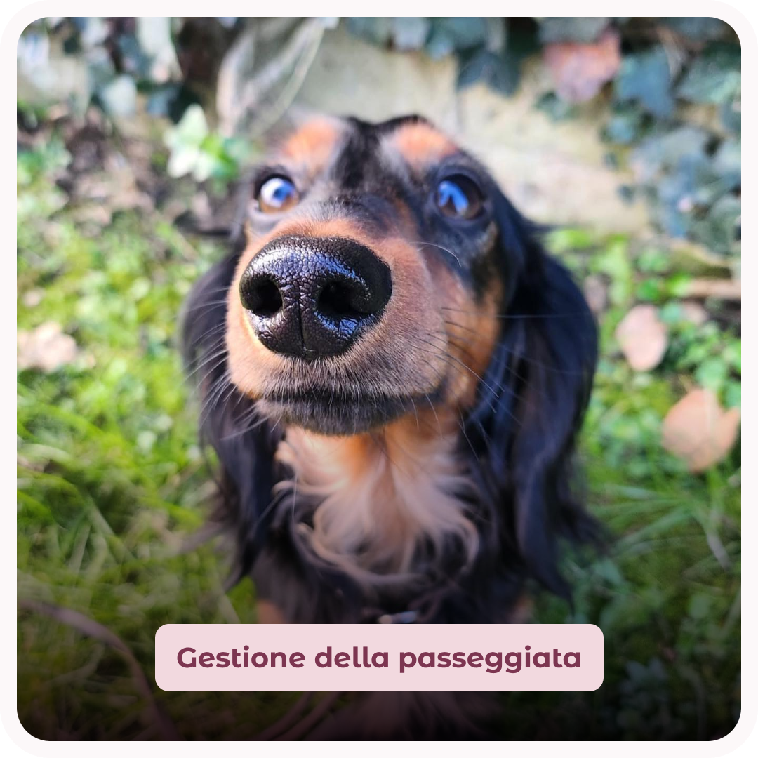 gestione della passeggiata