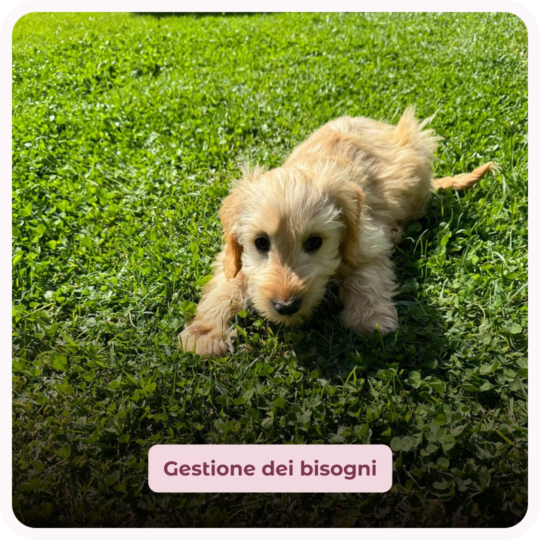 gestione dei bisogni